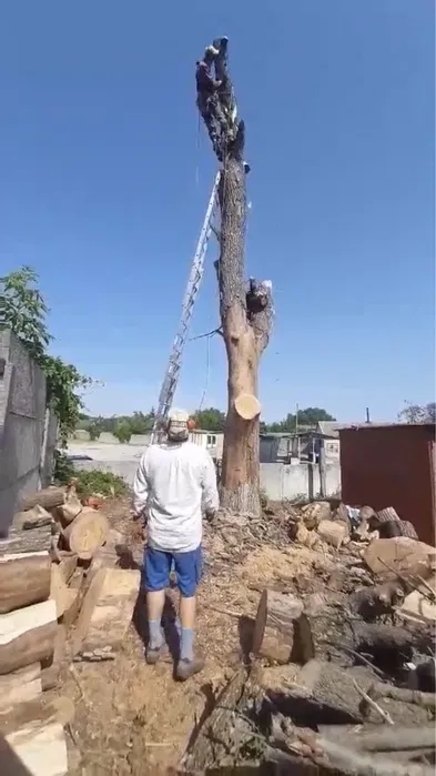 Спилювання Дерев Будь-якої Складності | Послуги Арбористів