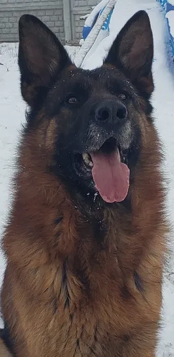 Кінолог. Дресирування. Виїзд. Навчаю охороні собак. Корекція поведінки