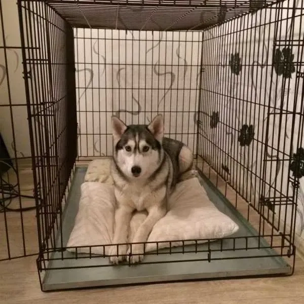 Клітки (переноски) для собак, котів - всіх розмірів.