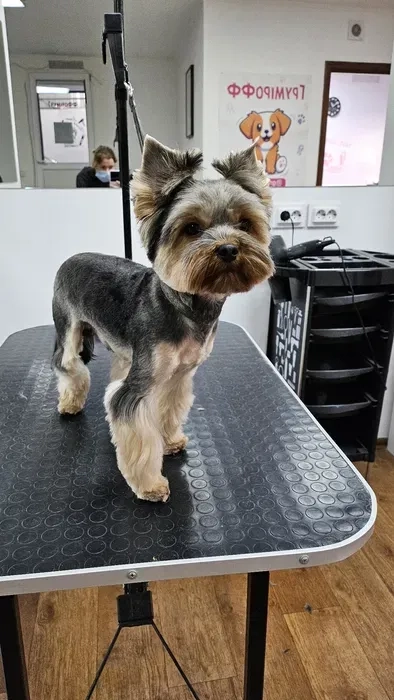 Пропоную професійний догляд за Вашими улюбленцями. Грумер. Стрижка собак і котів