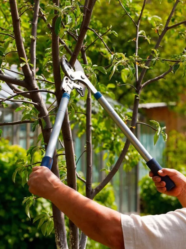 Сучкоріз для саду легкий у користуванні