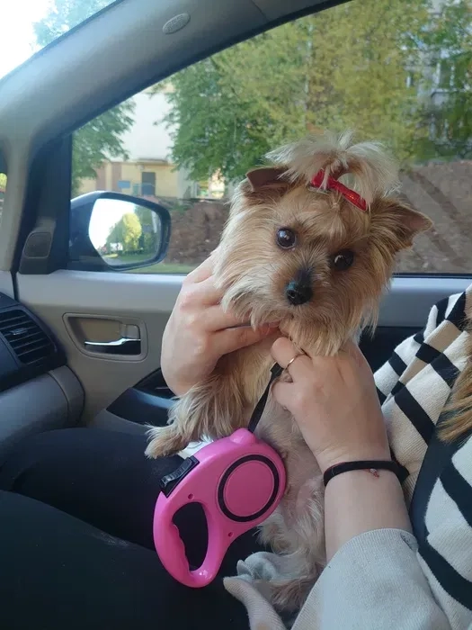 Доставка тварин, Перевезення тварин. Київ. Переїзд. Трансфер - 20₴ кілометр