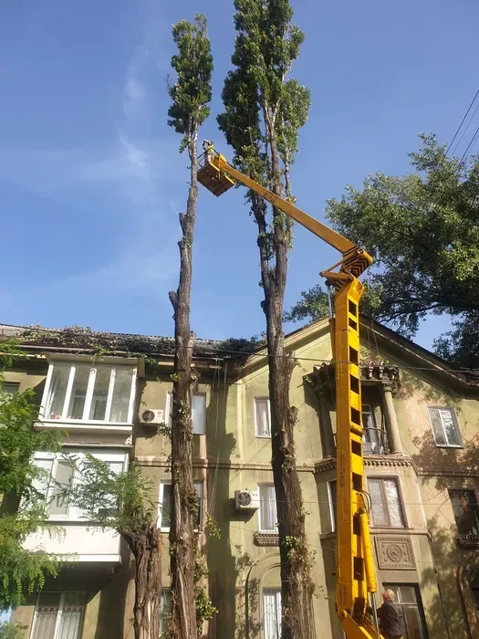 Спил дерев з автовишки | Санітарна обрізка, омолодження, кронування