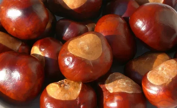 Приймаємо каштани