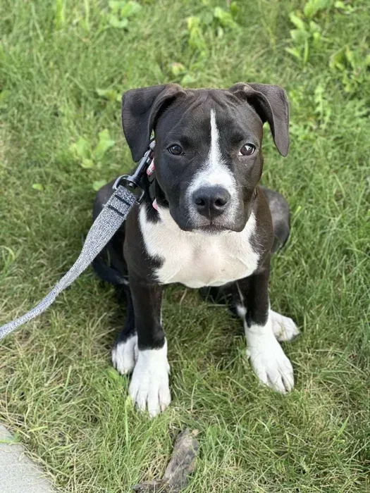 Кінолог. Групові та індивідуальні заняття. Лівий берег