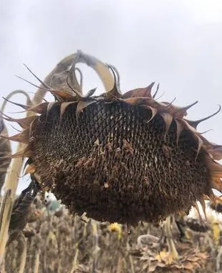 Обробка полів, внесення ЗЗР агродронами. Десикація. Посів. Гранульовані добрива.