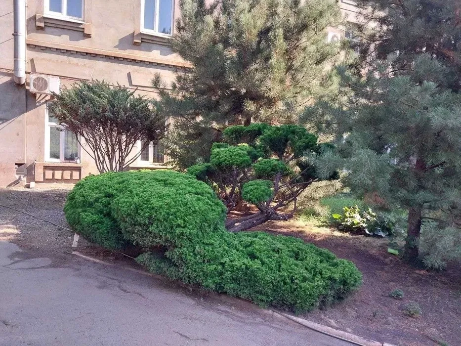 Послуги з обрізки культурних рослин, дерев та ялинок