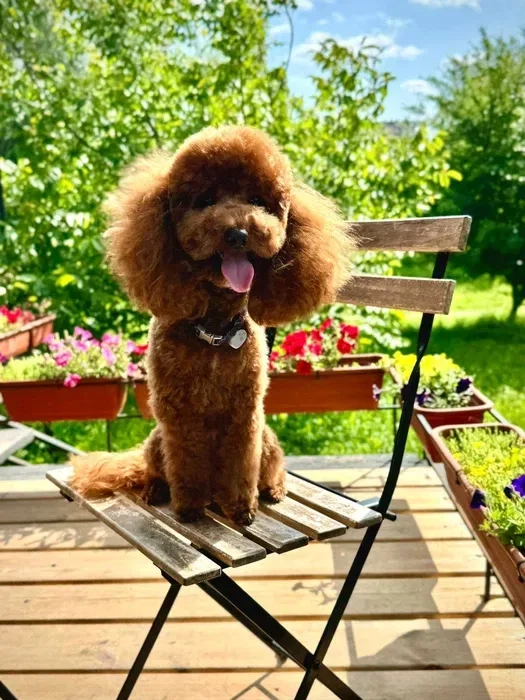 Пропонуємо вʼязку той пуделя, вязка той пуделя, red brown