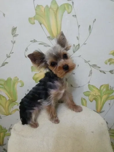 Професійна Стрижка Собак, Котів та Інших Тварин. Комфортний Грумінг