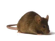 Боротьба з гризунами