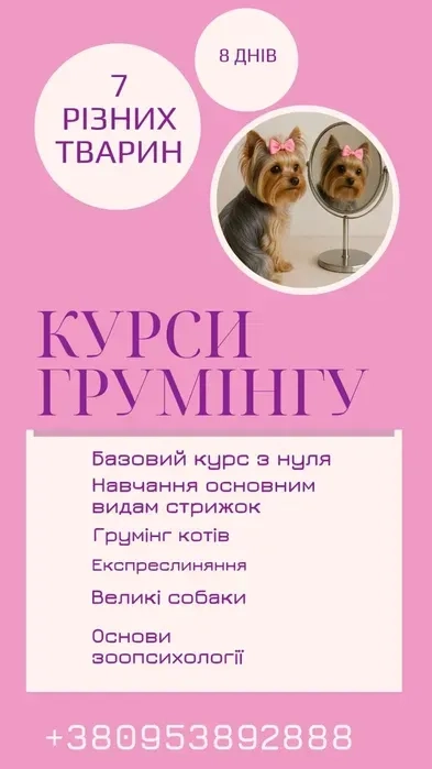 Курси Грумінгу "Під Ключ": Від Теорії до Практики. Успішна Кар'єра Чекає!