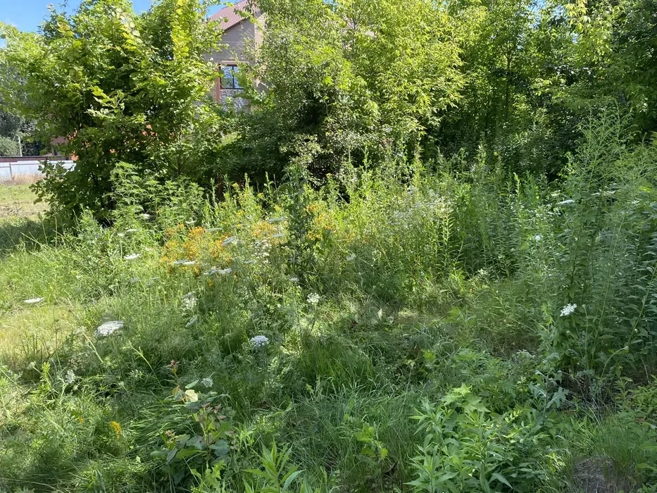 Розчищення ділянок від рослинності 10 грн.