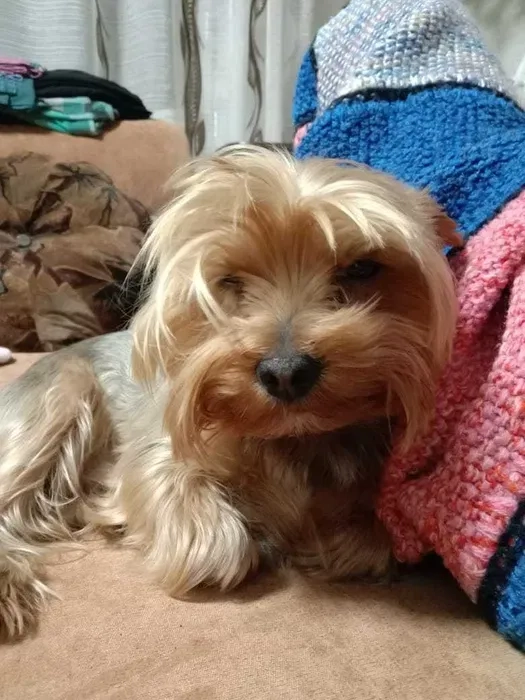 Йоркширтер'єр. Чистокровний Кобель готовий до вязки.