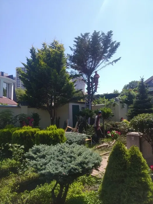 Стрижка хвойних, туй, чагарників, живоплоту. Садівник