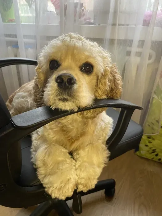 В'язка. Красунчик кокапу шукає наречену