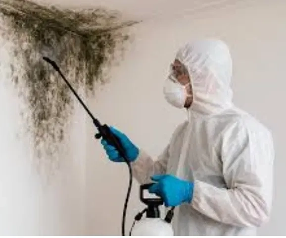 Видалення цвілі та грибка зі стін, стель і інших поверхонь