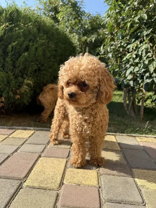 Maltipoo для в’язки