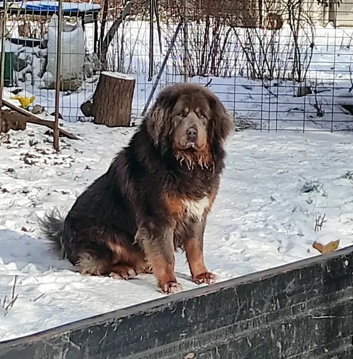 Тибетський Мастиф BLUE & TAN В'язка