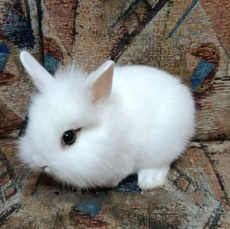 Маленький декоративний кролик — пухнасті кролики для виставки
