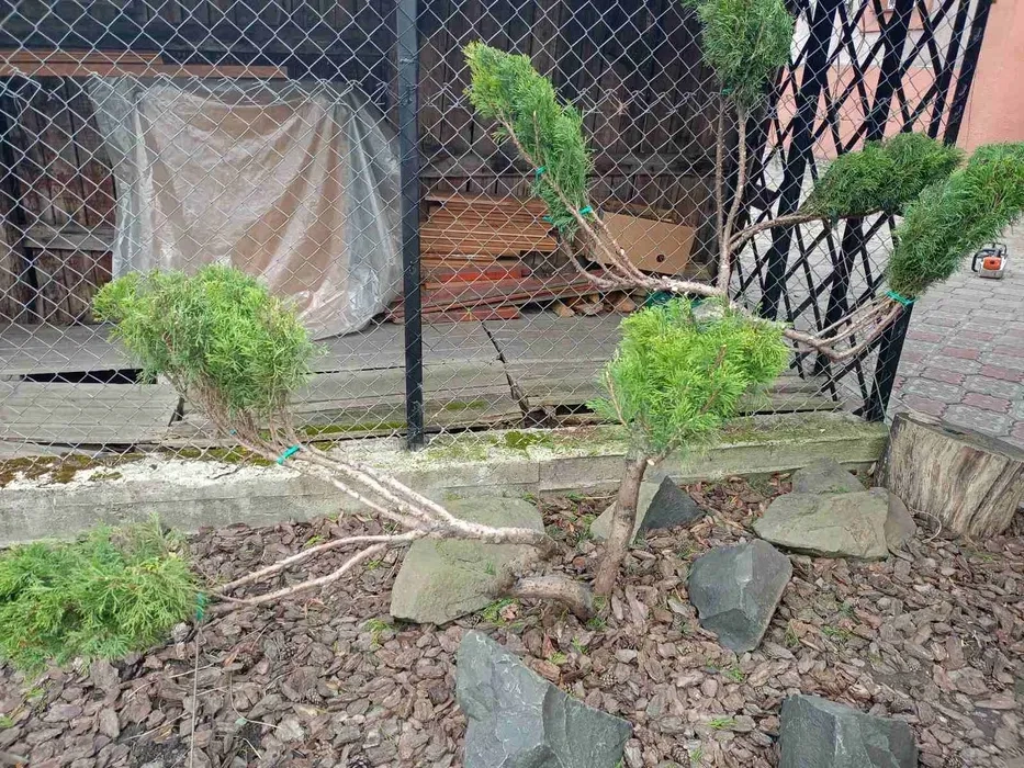 Стрижка чистка туй/ялівців