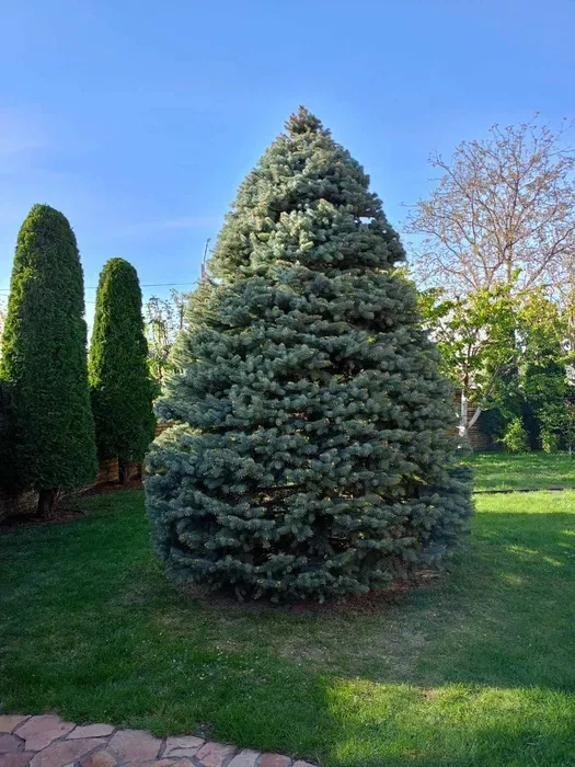 Стрижка чистка туй/ялівців