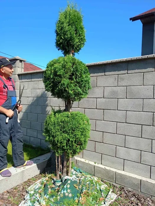 Стрижка чистка туй/ялівців