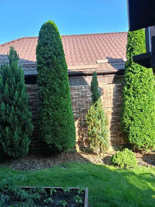 Стрижка чистка туй/ялівців