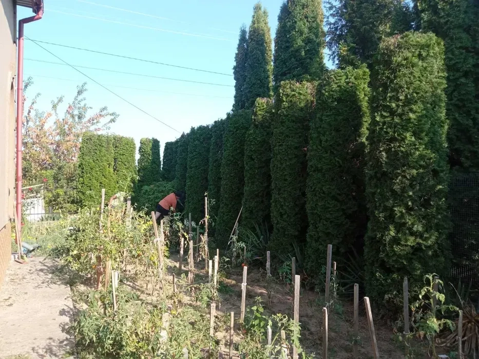 Стрижка чистка туй/ялівців