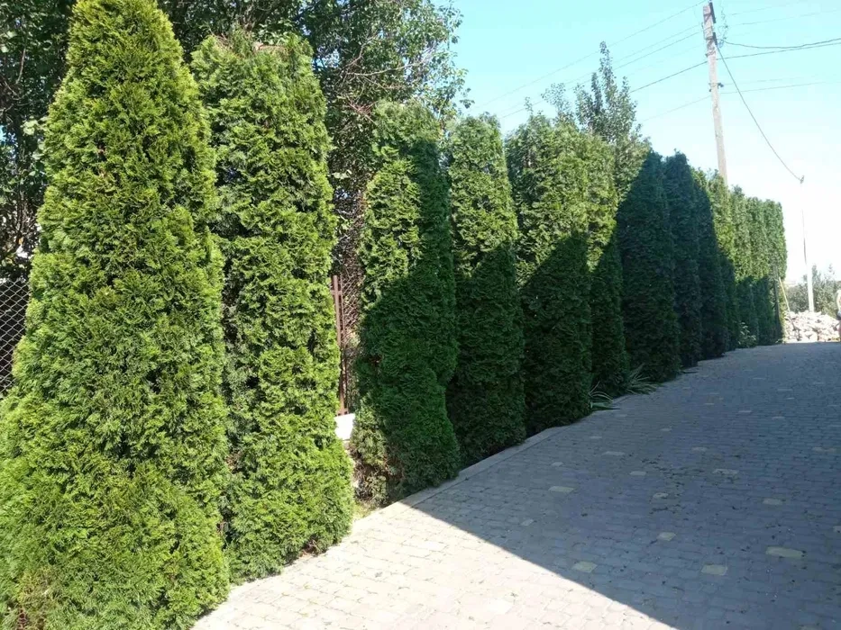 Стрижка чистка туй/ялівців