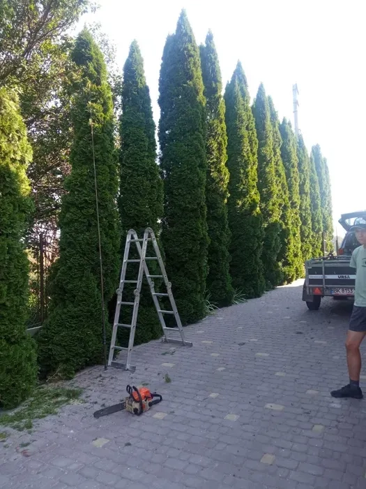 Стрижка чистка туй/ялівців