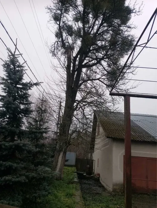 Професійне видалення дерев у Хмельницькій області ! Зрізання дерев.