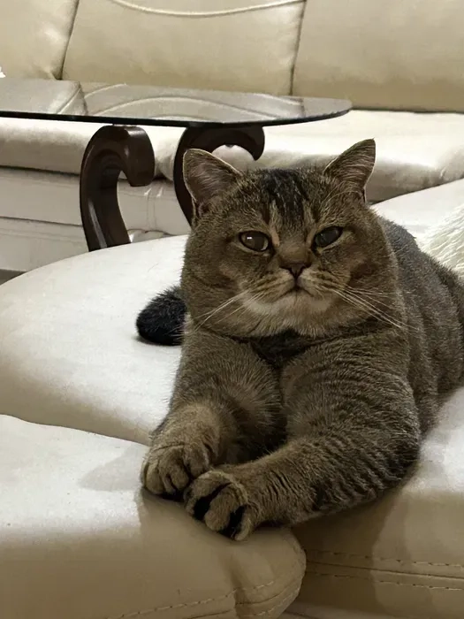 Кіт на вязку золота шиншила