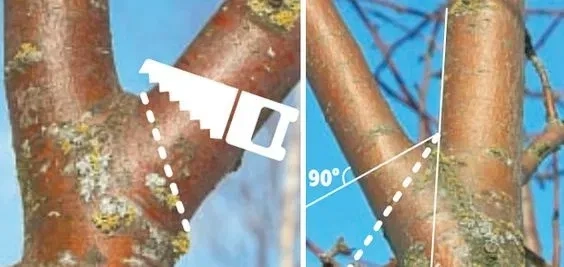 Якісне обрізання та видалення дерев у Києві, виїзд безкоштовний!