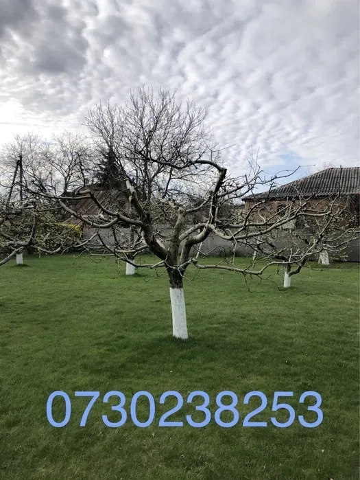 Якісна обрізка саду, плодових і декоративних дерев