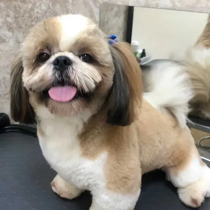 ГРУМІНГ собак та котів , на будь-який смак, породний грумінг, салонний, Азійський стиль, креативний грумінг