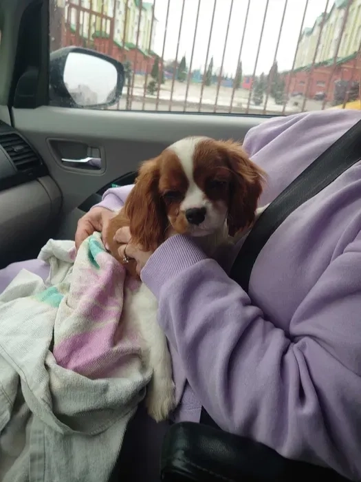 Доставка тварин, Перевезення тварин. Одеса. Переїзд. Трансфер - 20₴ кілометр