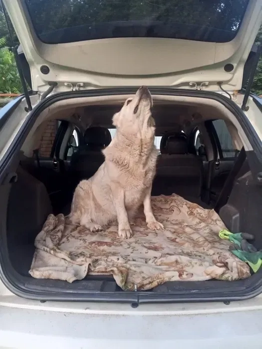 Перевезення тварин, трансфер тварин, доставка тварин, ЗОО таксі