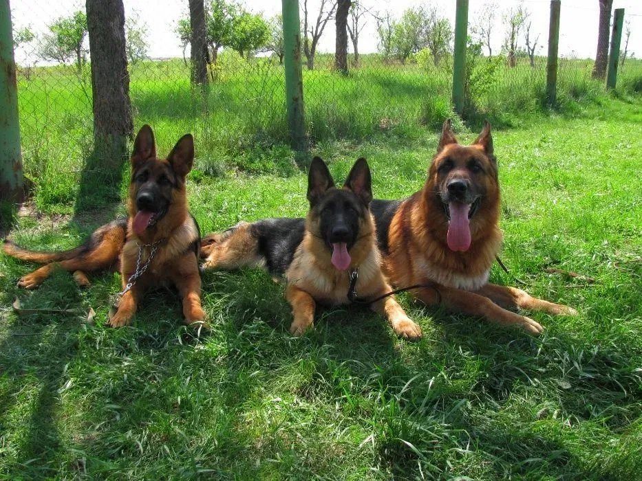 Дресирування. Індивідуальні заняття.