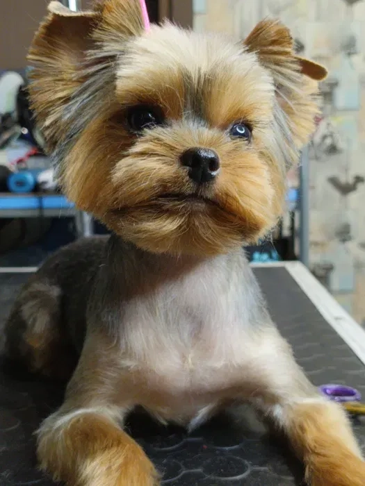 Груминг в Хортицком районе: Забота о вашем любимце