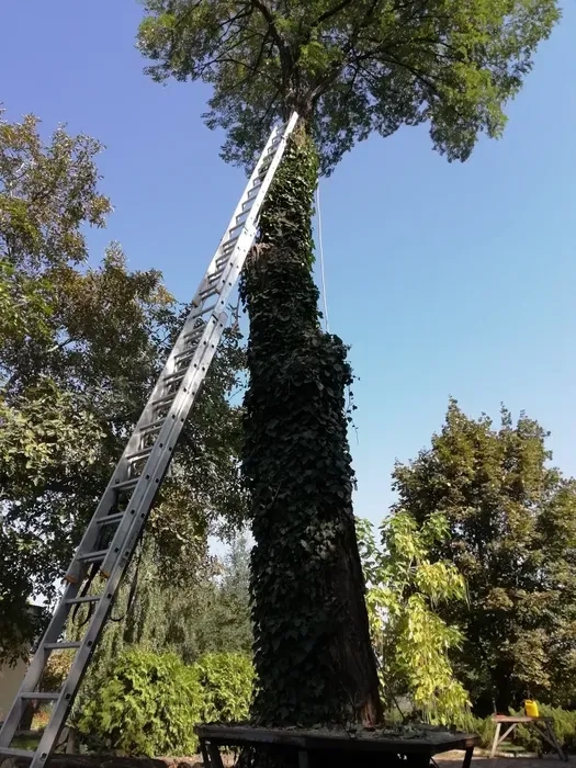 Лестницы 3х14с.10м. 3х12с.8м. Трасформер 5м.