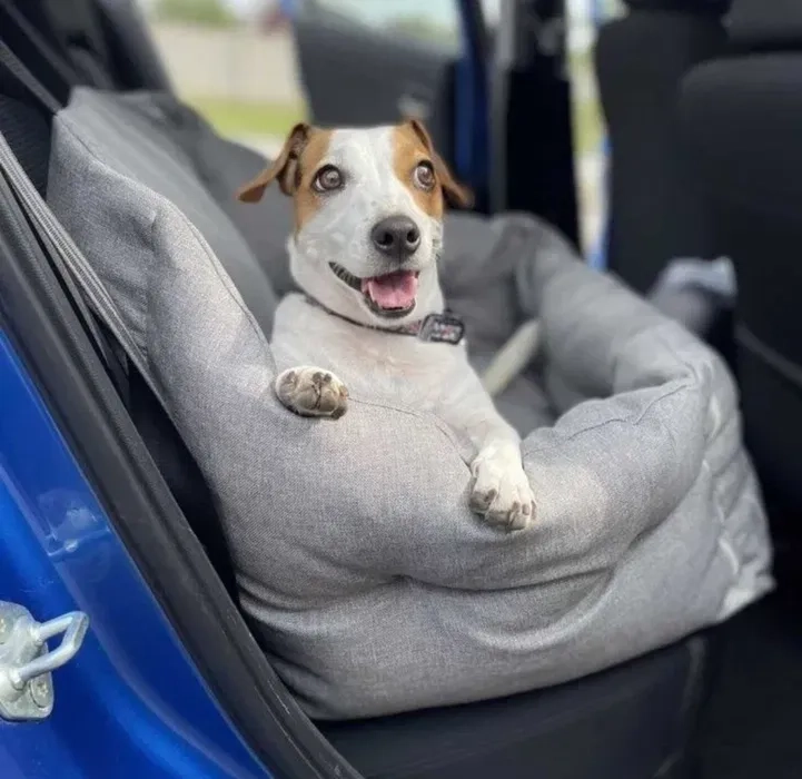 Доставка тварин, Перевезення тварин. Дніпро. Переїзд. Трансфер - 20₴ кілометр