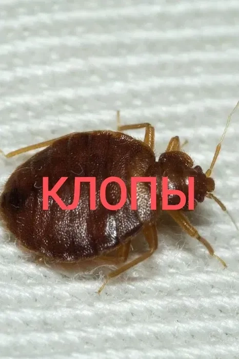 Уничтожение Травля Клопов Блох Тараканов / Уничтожить Травить Вывести