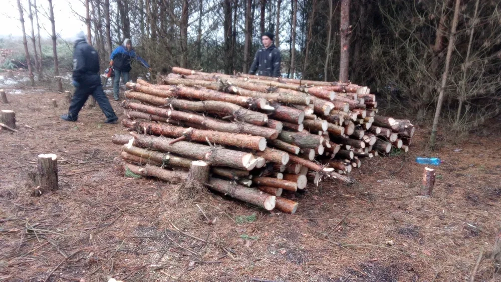 Свіжопилені соснові дрова ,щепа тріска мульча