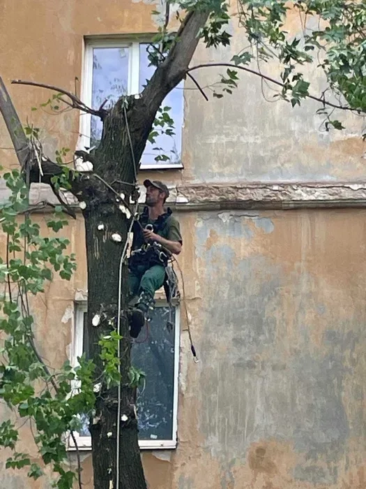 Валка дерев/Обрізка дерев/Арбористика