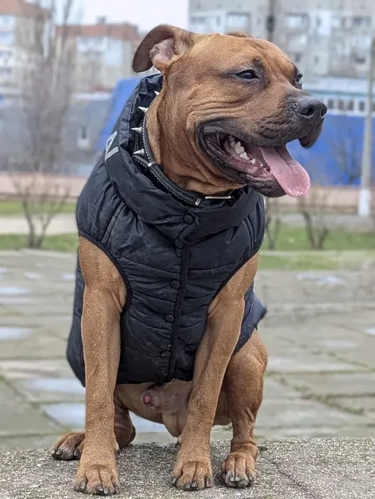 В'язка Пітбуль кабель