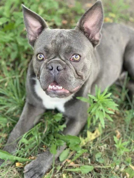 Французький бульдог, в'язка