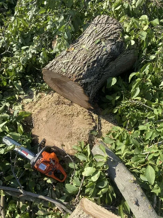 Професійне видалення дерев - швидко, безпечно, надійно!