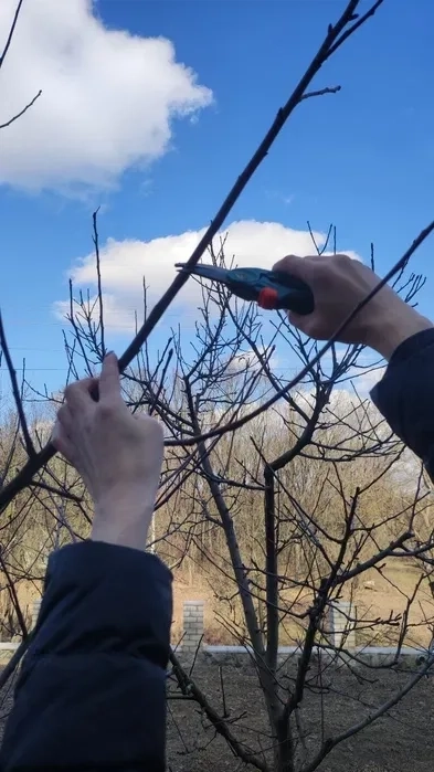 Професійна обрізка дерев: закладіть фундамент великого врожаю!