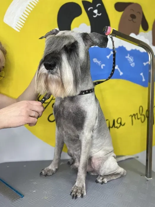 Послуги грумінгу в студії. Грумер. Борщагівка. По всіх питаннях телефонуйте!