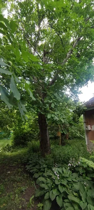 Виконую демонтажні, земляні роботи,порізку дров і зрізання дерев